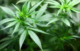 Imagen referencial. Foto: Pixabay / Dominio pu00fablico. 