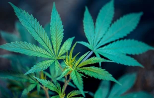 Foto referencial. Cru00e9dito: Unsplash 