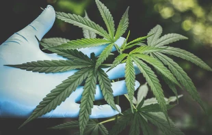 Imagen referencial / Cru00e9dito: Pexels 