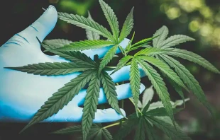 Imagen referencial. Cru00e9dito: Pexels 