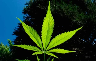 Planta de marihuana. Foto: Pixabay / Dominio pu00fablico. 