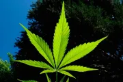 ¿Sería ético legalizar la marihuana para uso medicinal? Experto responde