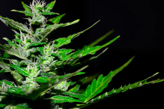 “Ningún producto a base de marihuana cura enfermedades”