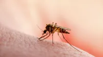 Mosquito Aedes Aegypti, transmisor del virus de dengue. Crédito: Shutterstock