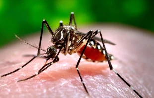 Imagen referencial. Cru00e9dito: Oregon State University/Flickr (CC BY-SA 2.0) 