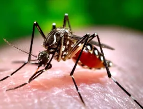 Brote histórico de dengue en Argentina: Cáritas entregará 50.000 repelentes