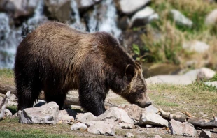 Imagen referencial. Cru00e9dito: Jill Wellington en Pixabay 