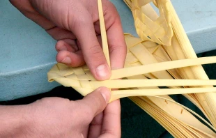 Palma. Cru00e9ditos: Pixabay. 