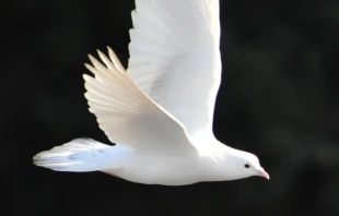 Imagen referencial. Cru00e9dito: Shubhankar Bhowmick / Unsplash. 