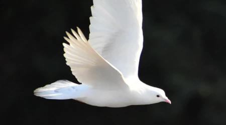 Realizaru00e1n retiro virtual gratuito de u201c9 du00edas con el Espu00edritu Santou201d rumbo a Pentecostu00e9s