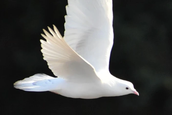 Realizarán retiro virtual gratuito de “9 días con el Espíritu Santo” rumbo a Pentecostés