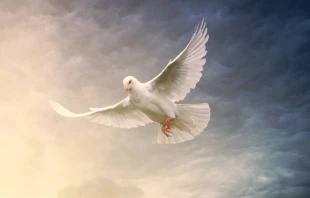 Imagen referencial. Cru00e9dito: jplenio / Pixabay. 