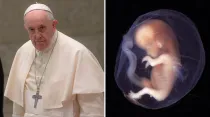 Papa Francisco en el Vaticano / Crédito: Daniel Ibáñez - ACI Prensa. Embrión de 10 semanas / Crédito: Flickr de lunar caustic (CC BY 2.0)