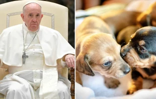 Cachorros: Dominio Pu00fablico  /  Papa Francisco: Vatican Media 