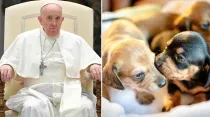 Cachorros: Dominio Público  /  Papa Francisco: Vatican Media