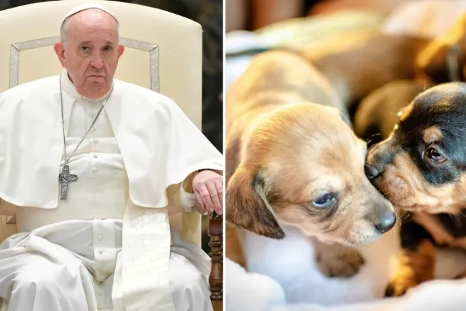 El Papa Francisco regaña a quienes tratan a sus mascotas como hijos