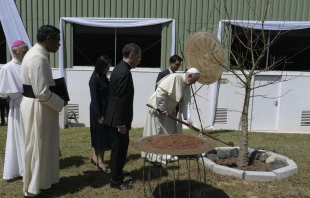 El Papa Francisco planta un u00e1rbol baobab en Madagascar. Foto: Vatican Media  