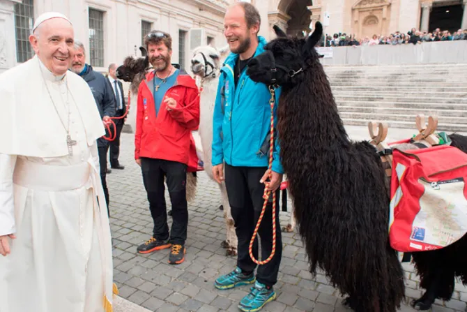 Tres llamas “visitan” al Papa Francisco en el Vaticano [FOTOS Y VIDEO]
