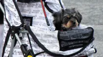 Un perro es llevado en un coche similar a los que se usan para bebés. Foto: Trish Hamme (CC BY 2.0).