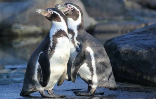 Imagen referencial. Cru00e9dito: Duu0161an veverkolog / Unsplash. 