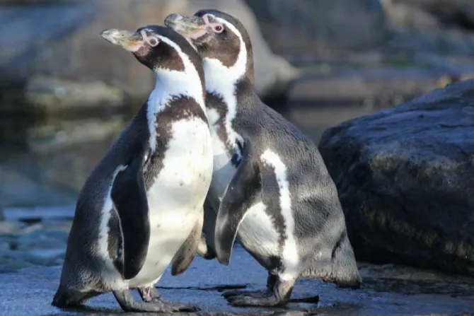 Sacerdote jesuita pone como ejemplo de “padres” homosexuales a dos pingüinos