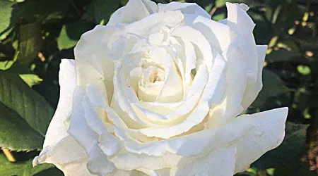 Plantan rosa “Juan Pablo II” en el jardín de la Casa Blanca