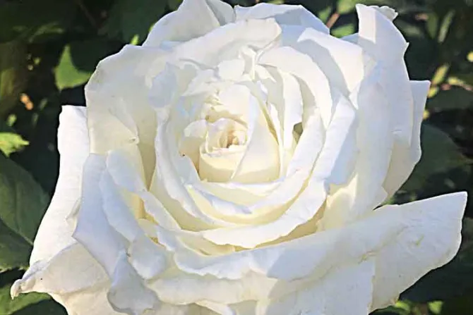 Plantan rosa “Juan Pablo II” en el jardín de la Casa Blanca