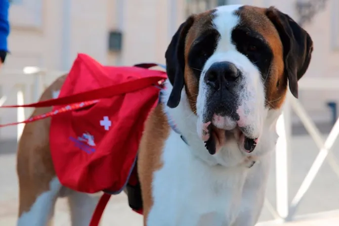 VIDEO y FOTOS: ¿Qué hacía un perro San Bernardo con el Papa Francisco en el Vaticano?