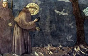 Sermón de San Francisco de Asís a las aves, Giotto. Crédito: Wikimedia Commons. 