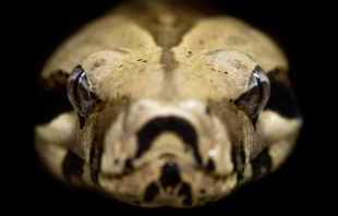 Imagen referencial. Cru00e9dito: David Clode / Unsplash. 