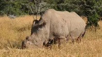El rinoceronte Sudan. Foto: Lengai101 (CC BY 3.0)