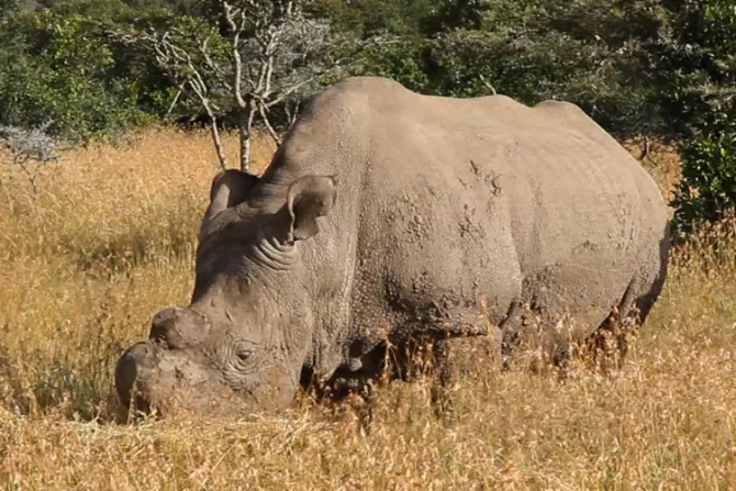 Senador proaborto lamenta muerte de rinoceronte y así le responde un obispo