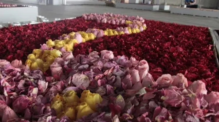 Instalan tapete floral monumental en el atrio de la Basílica de Guadalupe