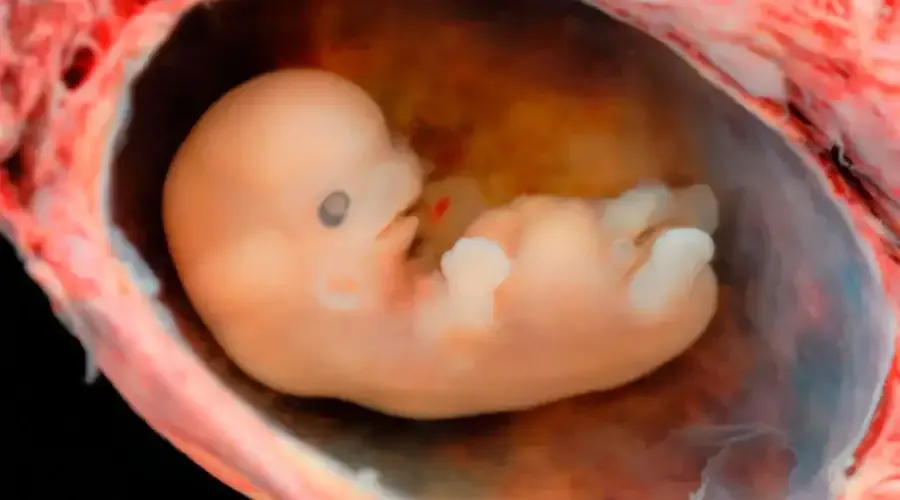 Embrión de 6 a 7 semanas. Foto: Steven O'Connor, M.D., Houston Texas.