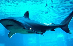 Foto referencial. Cru00e9dito: Unsplash 