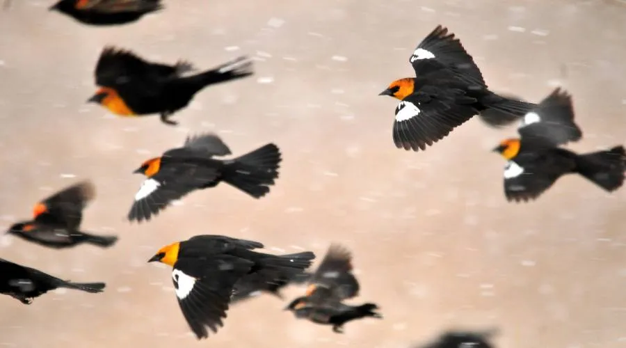 ¿Misteriosa “lluvia” de aves en México puede ser una señal apocalíptica? Sacerdote responde