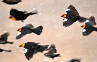 Imagen referencial / Tordos cabeza amarilla. Cru00e9dito: Tom Koerner/U.S. Fish & Wildlife Service. 