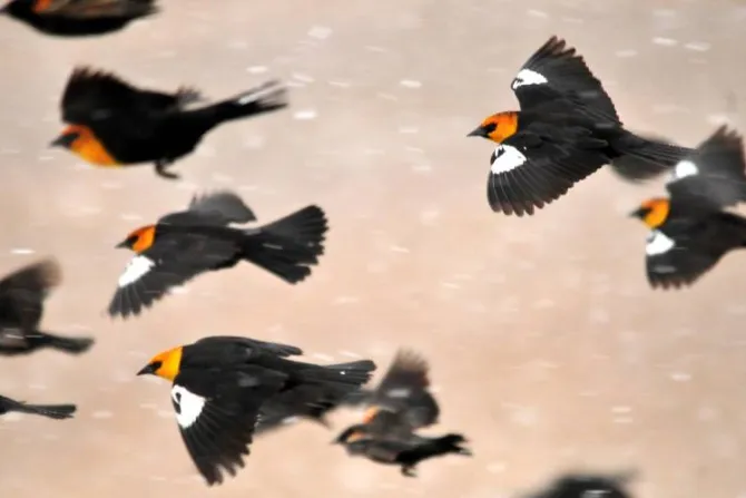 ¿Misteriosa “lluvia” de aves en México puede ser una señal apocalíptica? Sacerdote responde