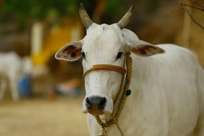 Gobierno indio difunde falsa cita de Jesús que compara vacas con personas