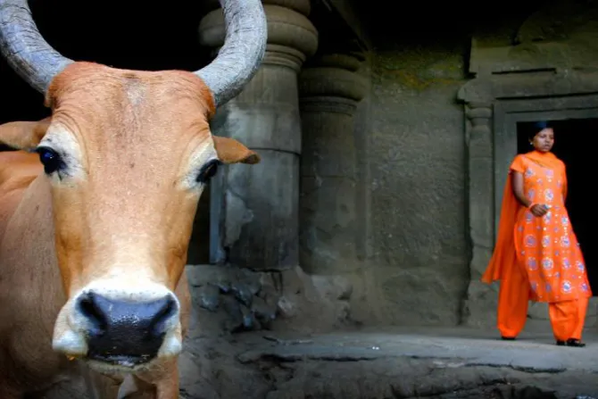 India debe cuidar a todos no solo a las vacas, dice Cardenal tras violación de religiosa anciana