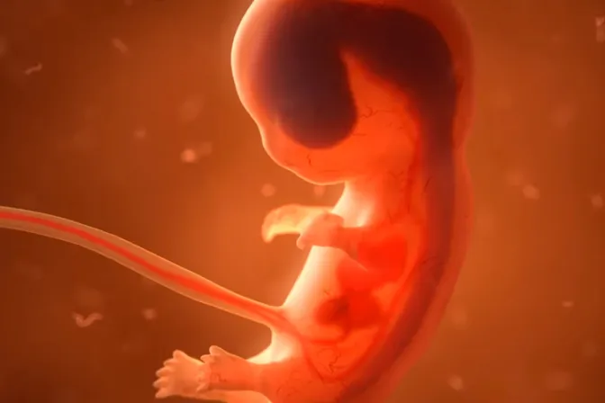 Increíble video ilustra el desarrollo del ser humano desde la concepción