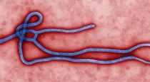 Virión del virus del Ébola. Foto: CDC/Cynthia Goldsmith