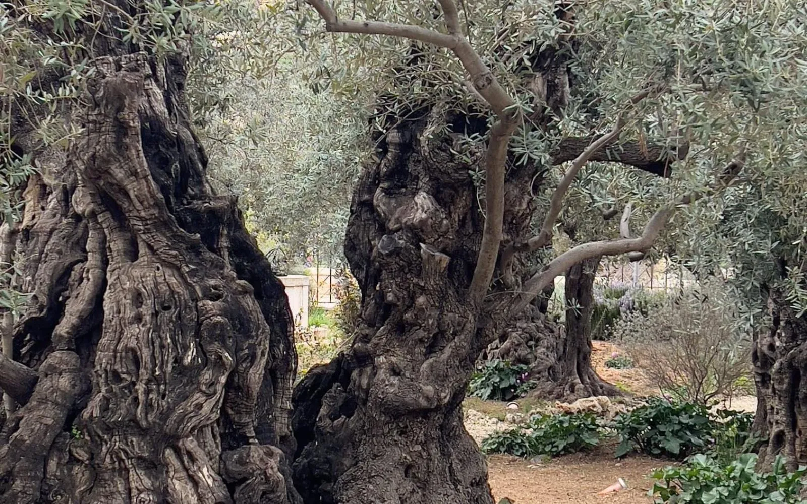 Algunos aseguran haber visto el rostro de Jesús en un antiguo árbol de olivo que se encuentra en el huerto de Getsemaní.?w=200&h=150