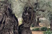 Árbol en Getsemaní