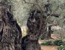 ¿El rostro de Jesús se puede ver en un árbol del huerto de Getsemaní?