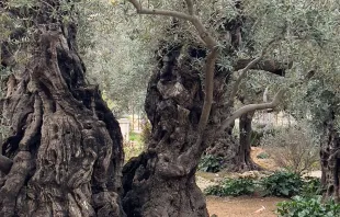 Algunos aseguran haber visto el rostro de Jesús en un antiguo árbol de olivo que se encuentra en el huerto de Getsemaní. Crédito: X / Mountain Butorac.