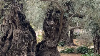 Algunos aseguran haber visto el rostro de Jesús en un antiguo árbol de olivo que se encuentra en el huerto de Getsemaní.