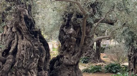 Árbol en Getsemaní