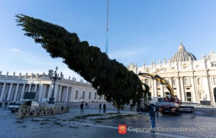 Trabajadores levantan el árbol de Navidad del Vaticano para este 2025 en la Plaza de San Pedro, el jueves 27 de noviembre de 2025. Crédito: Vatican Media.