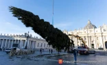 Trabajadores levantan el árbol de Navidad del Vaticano para este 2025 en la Plaza de San Pedro, el jueves 27 de noviembre de 2025.